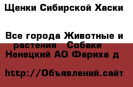 Щенки Сибирской Хаски - Все города Животные и растения » Собаки   . Ненецкий АО,Фариха д.